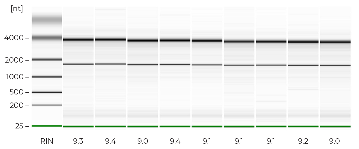 Image showing the amount of high quality, NGS ready RNA can be obtained from Trizol Samples