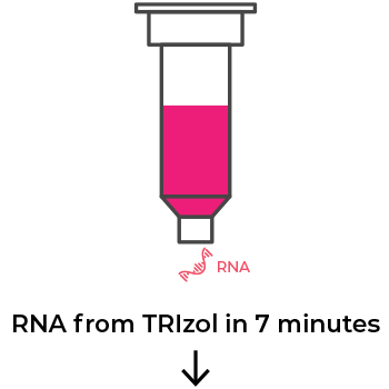 Image showing RNA being dispensed from a column filled with pink liquid.