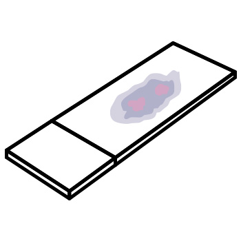 image of microscope slides with a purple blob ready for examination