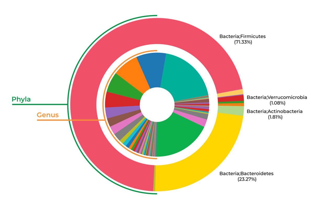 a 2 ring pie chart: the outter ring is of phyla and the inside ring is of genus.