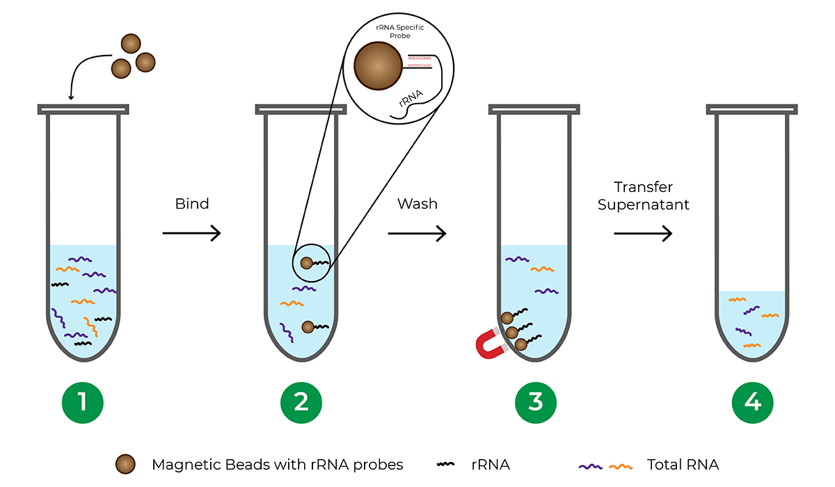 Figure showing probe-based rRNA depletion that are common in RNA-Seq workflows. Probes must be designed for each species