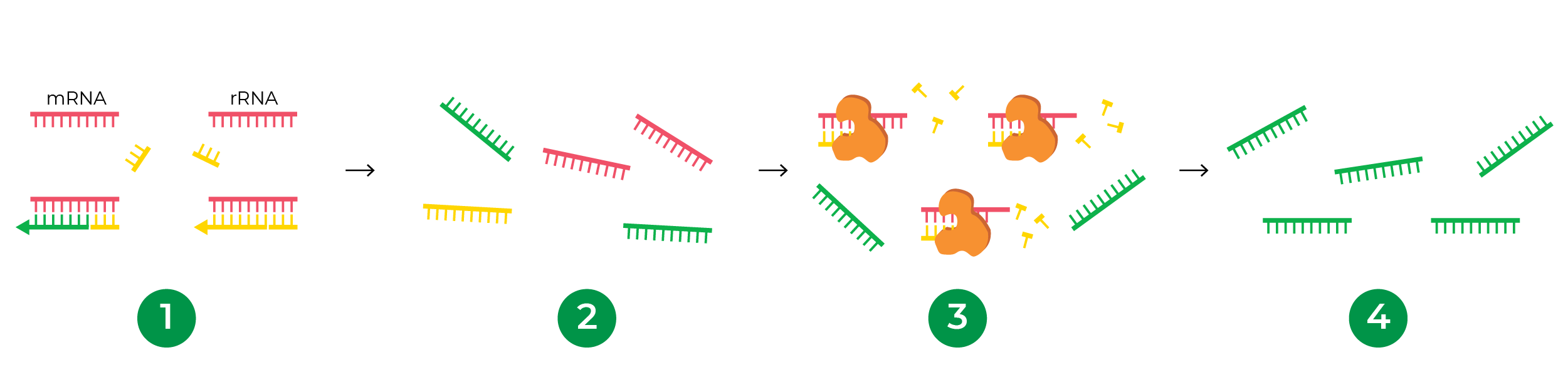 Figure showing probe-free rRNA depletion that enables universal compatibility with any species for RNA-Seq workflows and RNA-Seq analysis