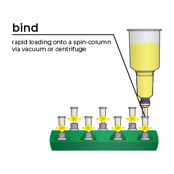 Plasmid Purification 