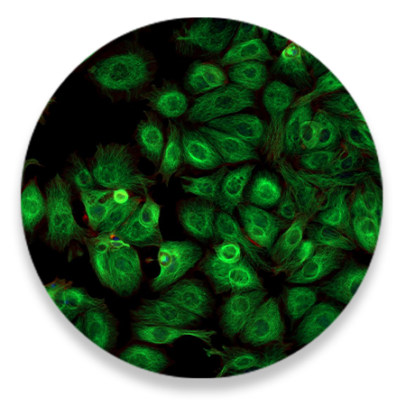 Transfection-grade Plasmid DNA 400x less endotoxin