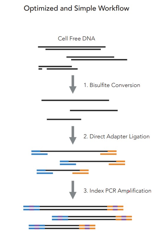 Image showing overview of the Zymo-Seq Cell Free DNA WGBS Library Kit protocol