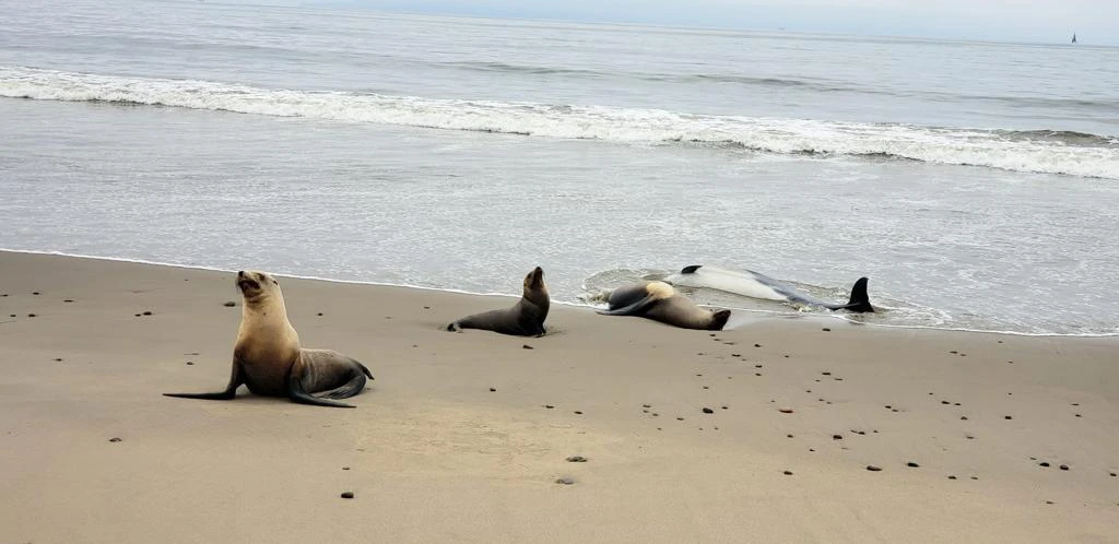 Sea lions and a dolphin exhibiting signs of domoic acid poisoning on a California beach.