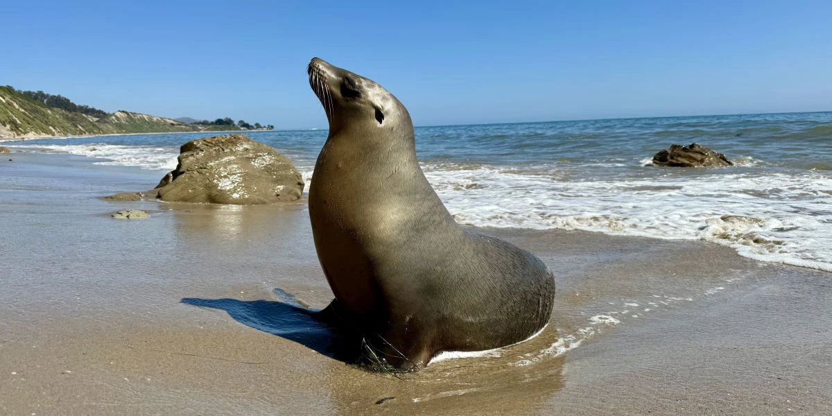 Close up of a Californian sea lion poisoned by domoic acid, photographed by the Channel Islands Marine & Wildlife Institute.