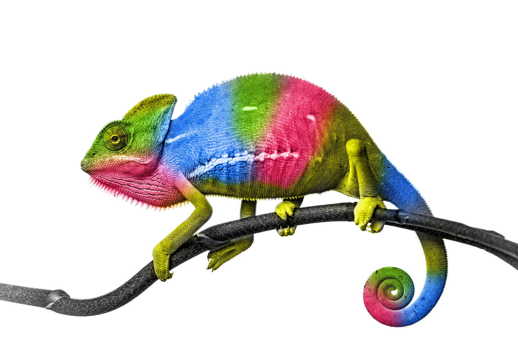 Rainbow Chameleon