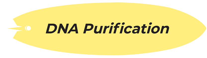 DNA Purification surfboard
