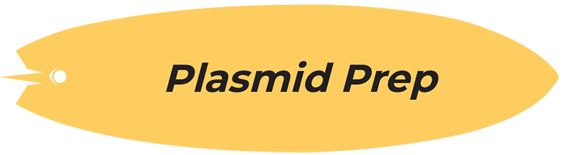 Plasmid Prep surfboard