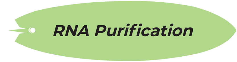 RNA Purification surfboard