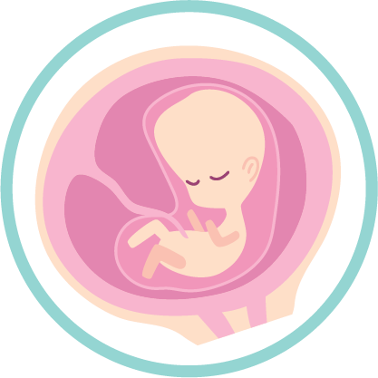 Clipart image of embryo