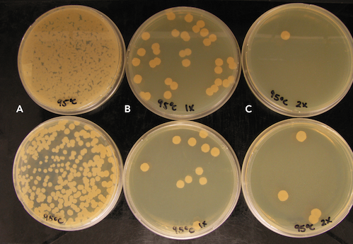 How To Extract DNA From Spores | ZYMO RESEARCH