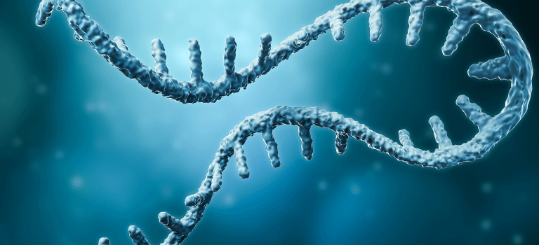 A strand of RNA