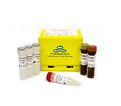 Quick SARS-CoV-2 Kit
