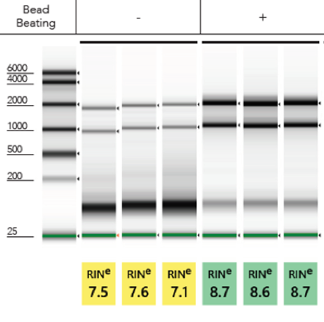 Total RNA isolated from E. coli cells (in triplicate) with bead beating mechanical