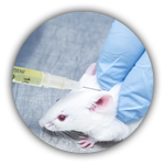 Lab rat
