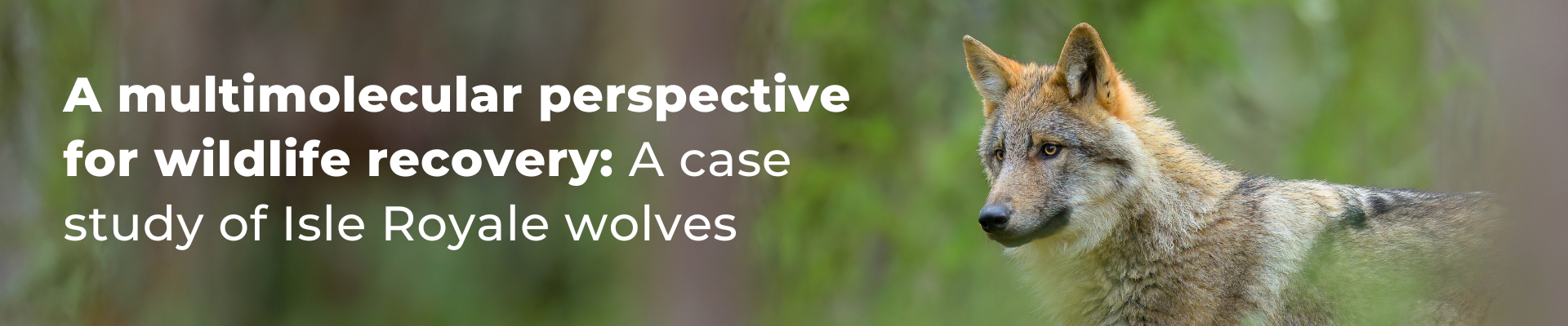 A Multimolecular Perspective for Wildlife Recovery: A case study of Isle Royale wolves