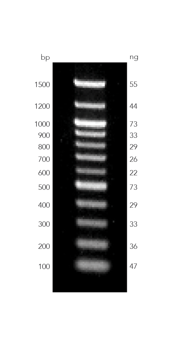 100 bp ladder