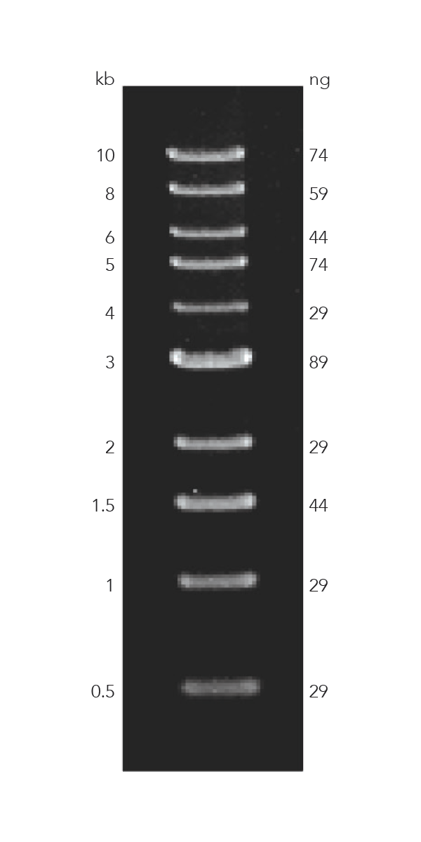 1kb bp ladder