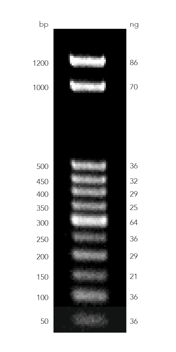 50 bp ladder