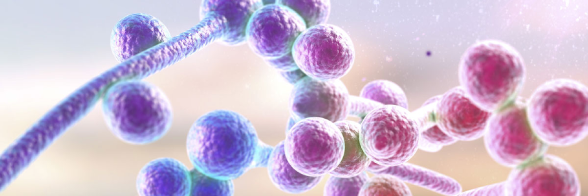 Candida albicans found in the gut, mouth & vaginal mucosa, can become pathogenic. Zymolyase Ultra lyses C. albicans in <10 min.