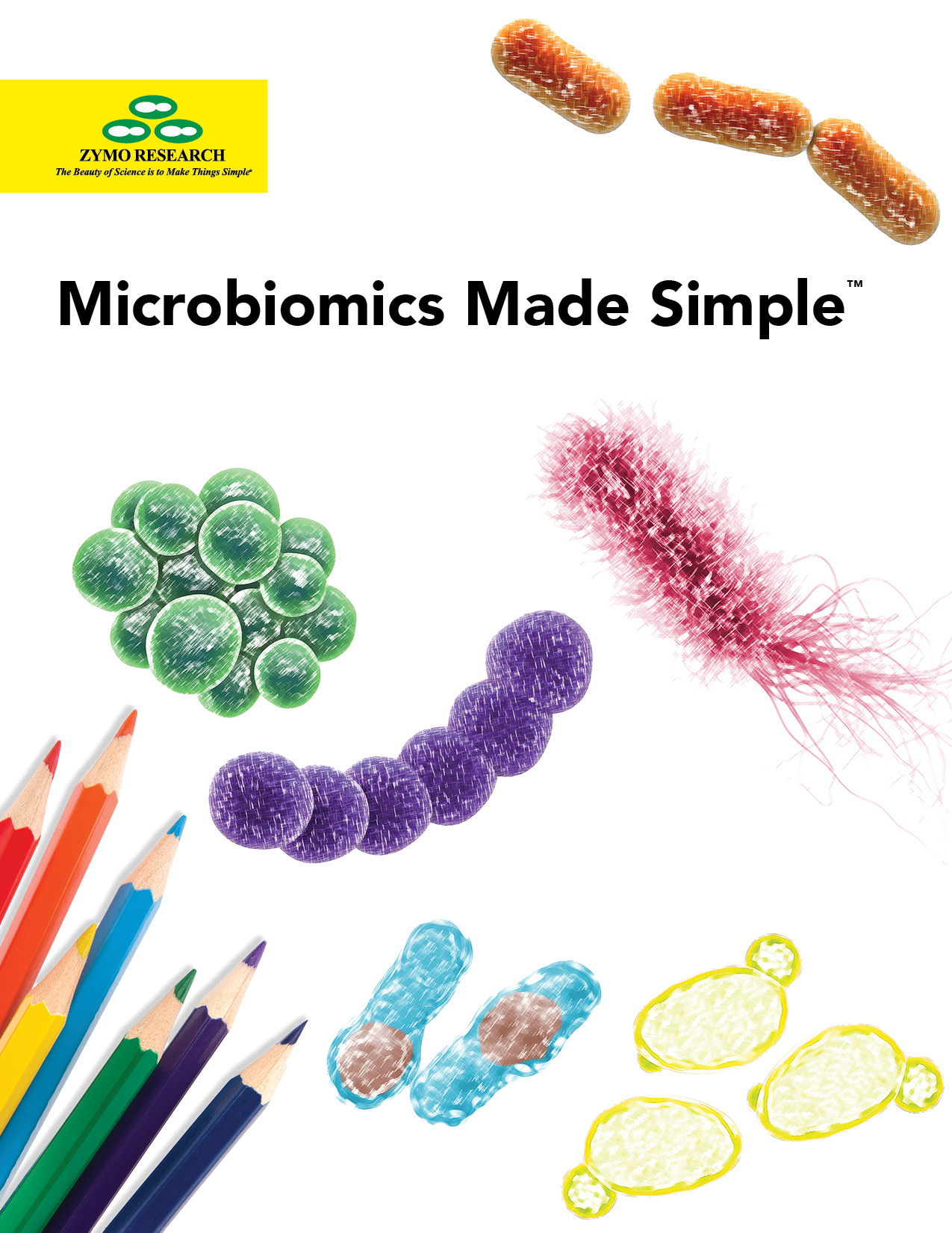 A collection of 4 different microorganisms colored in with colored pencils